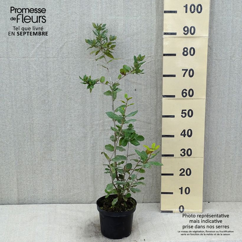 Esimerkki kesällä toimitetusta Rautatammi - Quercus ilex Ruukku 3L / 4L, Buisson-taimesta
