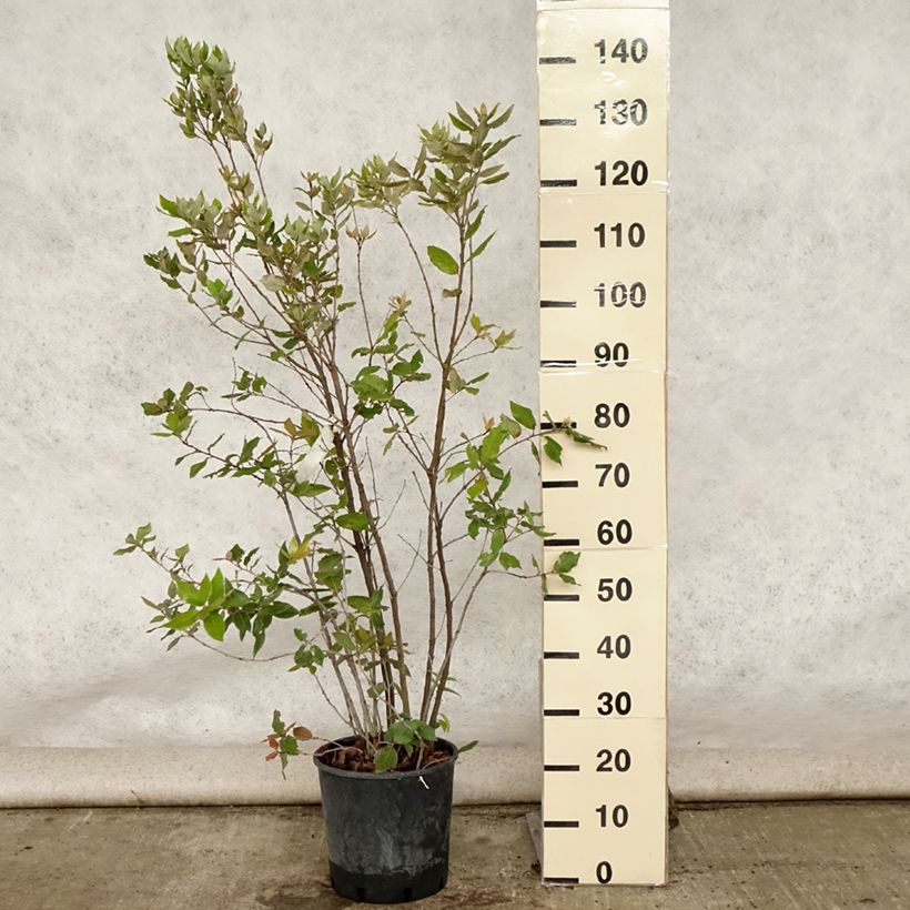 Esimerkki kesällä toimitetusta Rautatammi - Quercus ilex Ruukku 6L / 7L, Buisson-taimesta