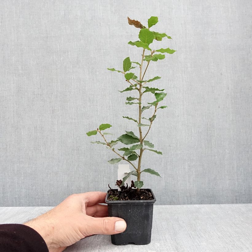 Esimerkki syksyllä toimitetusta Rautatammi - Quercus ilex 8/9 cm taimiruukku-taimesta