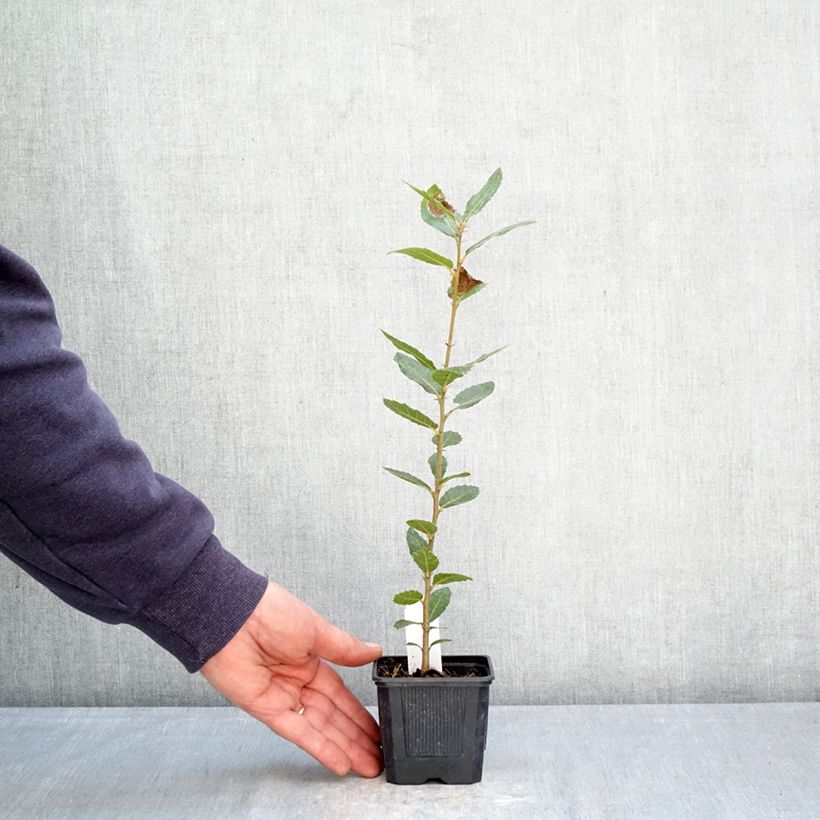 Esimerkki keväällä toimitetusta Rautatammi - Quercus ilex Taimiruukku 8/9 cm-taimesta