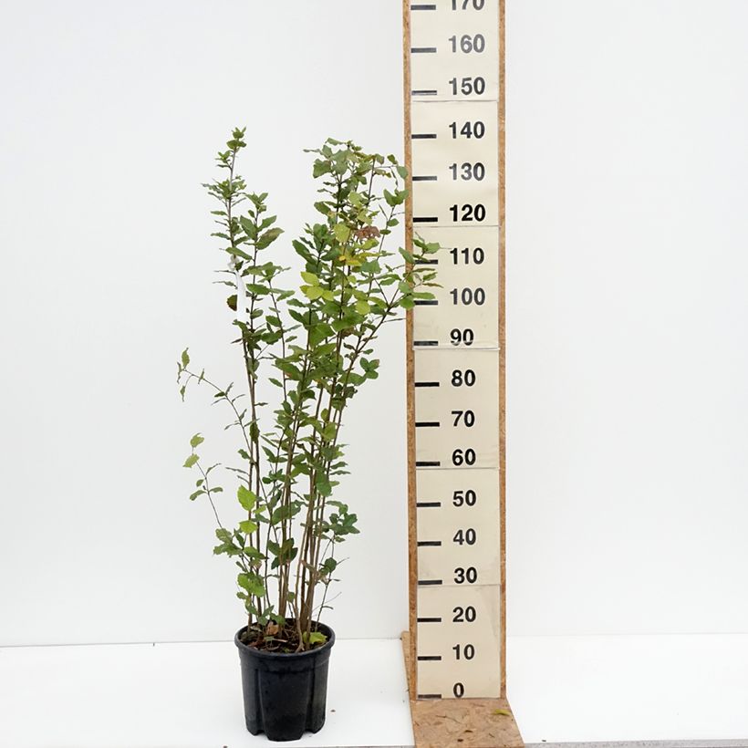 Esimerkki syksyllä toimitetusta Rautatammi - Quercus ilex 7,5 litran / 10 litran ruukku-taimesta