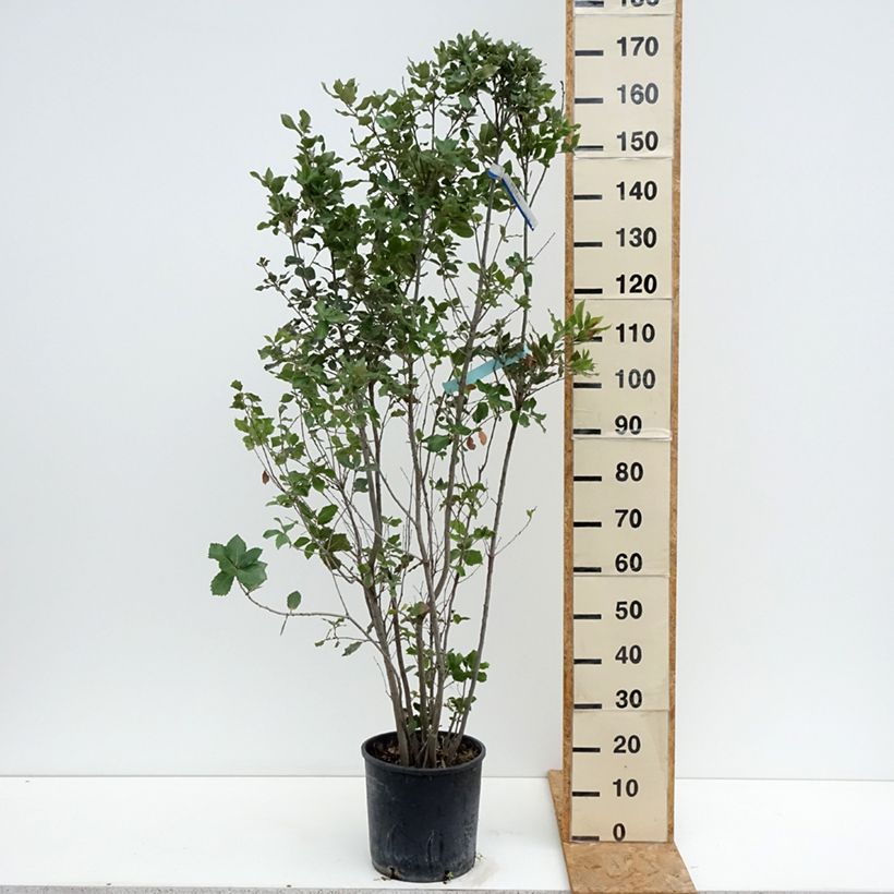 Esimerkki kesällä toimitetusta Rautatammi - Quercus ilex Ruukku 7,5L / 10L-taimesta