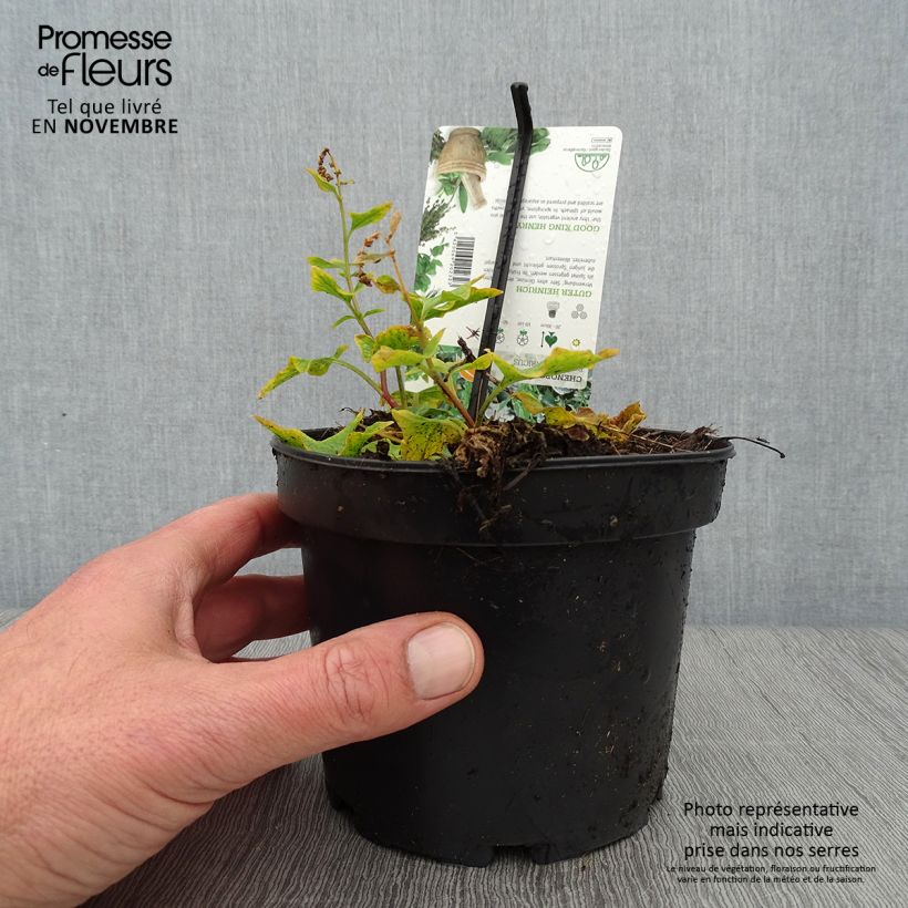 Esimerkki syksyllä toimitetusta Hyvänheikinsavikka taimena - Chenopodium bonus-henricus 8/9 cm taimiruukku-taimesta