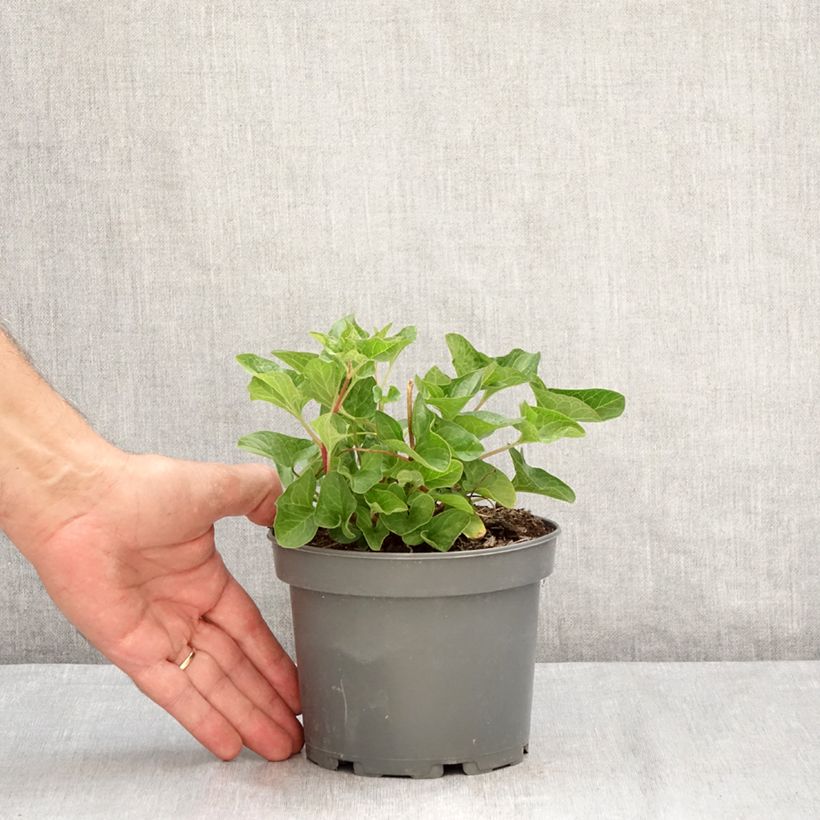 Esimerkki kesällä toimitetusta Hyvänheikinsavikka taimena - Chenopodium bonus-henricus 8/9 cm taimiruukku-taimesta