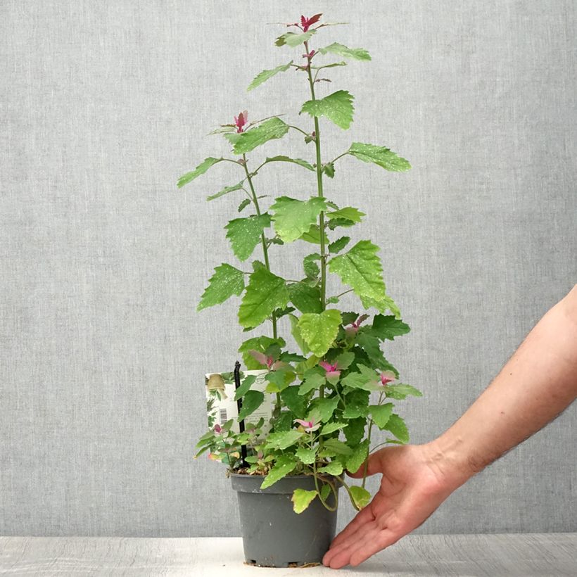 Esimerkki kesällä toimitetusta Jättisavikka - Chenopodium giganteum 1,5 litran / 2 litran kannu-taimesta