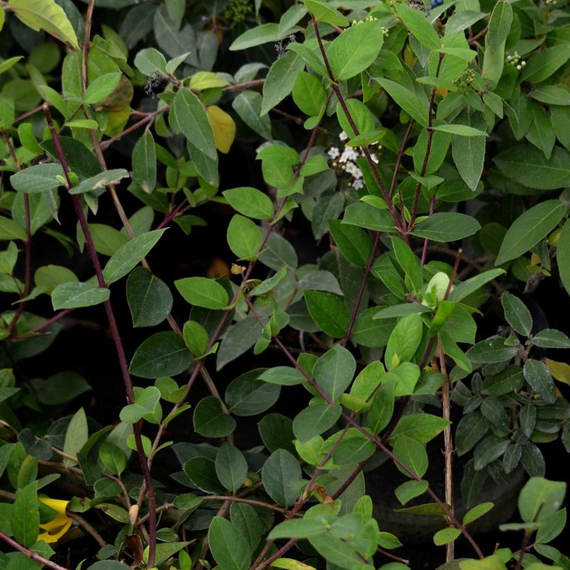 Myrttikuusama - Lonicera fragrantissima (Lehvistö)