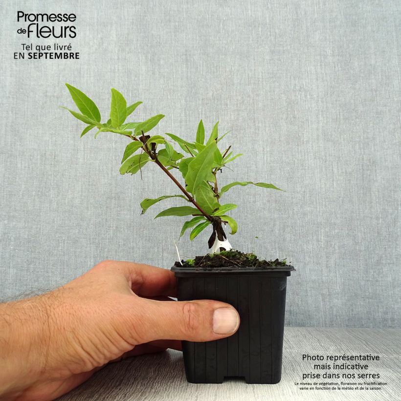 Esimerkki kesällä toimitetusta Myrttikuusama - Lonicera henryi Taimiruukku 8/9 cm-taimesta