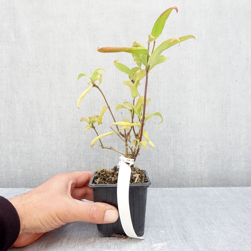 Esimerkki syksyllä toimitetusta Myrttikuusama - Lonicera henryi 8/9 cm taimiruukku-taimesta
