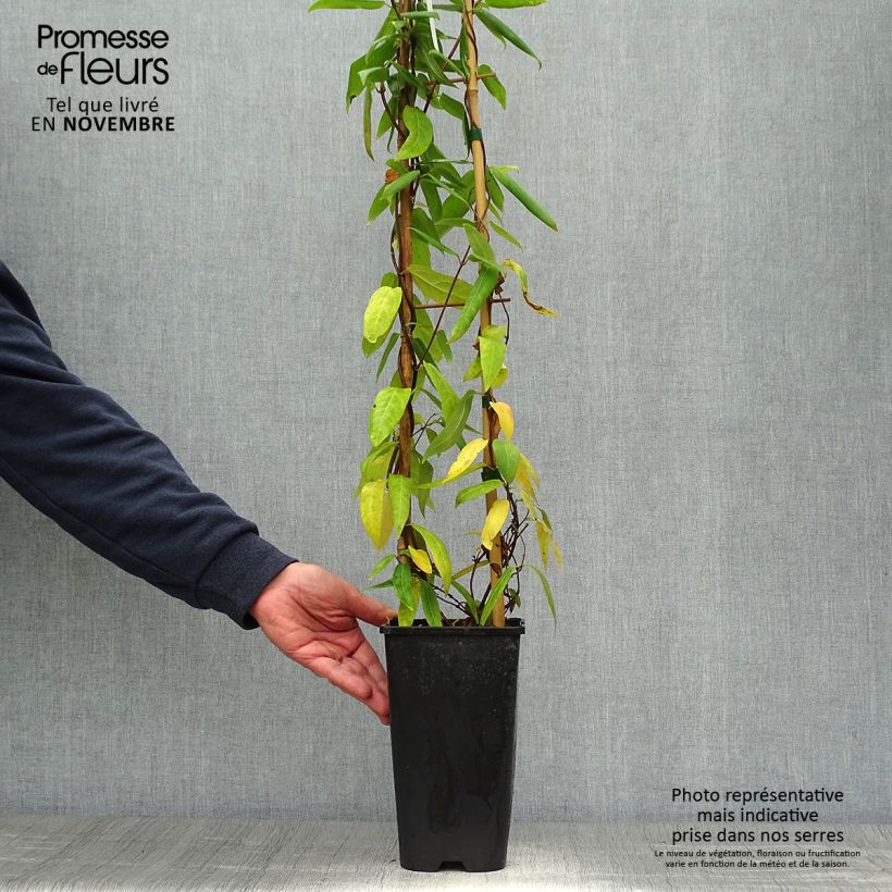 Esimerkki syksyllä toimitetusta Myrttikuusama - Lonicera henryi 2 litran/3 litran ruukku-taimesta