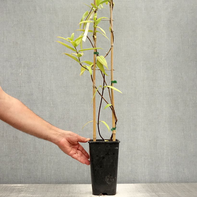 Esimerkki kesällä toimitetusta Myrttikuusama - Lonicera henryi Ruukku 2L / 3L-taimesta