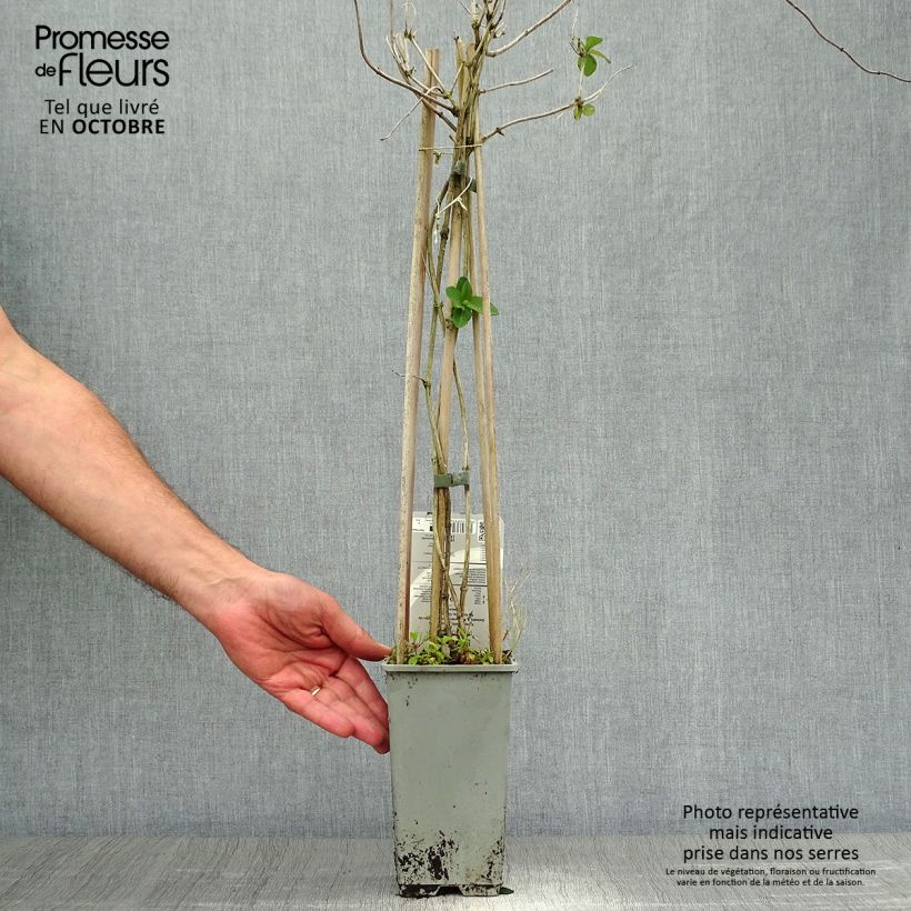 Esimerkki syksyllä toimitetusta Kultaköynnöskuusama - Lonicera x tellmaniana 2 litran/3 litran ruukku-taimesta