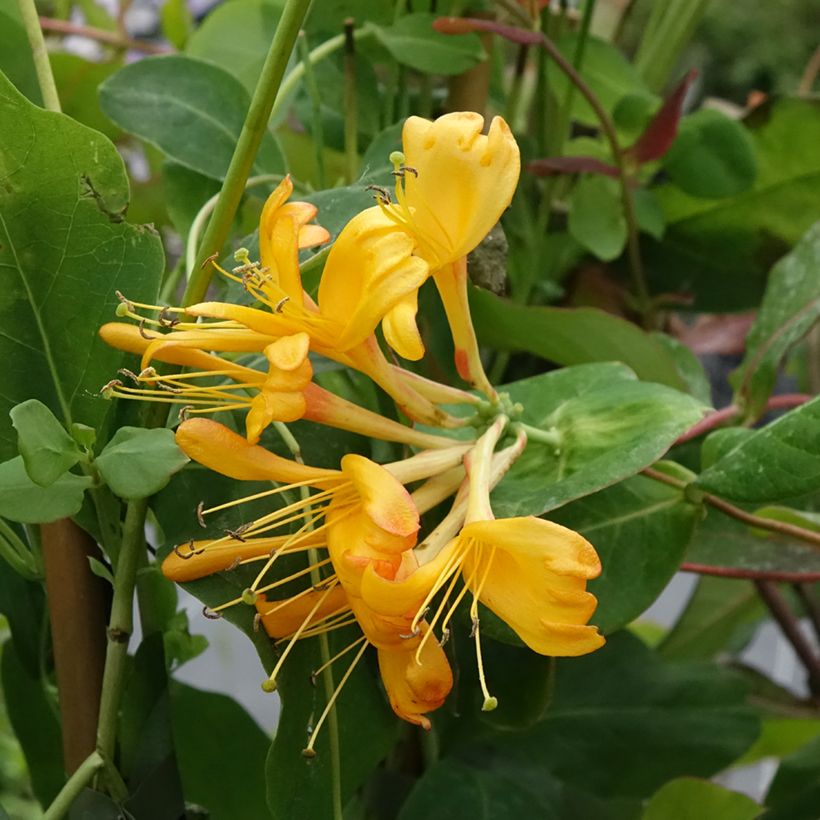 Kultaköynnöskuusama - Lonicera x tellmaniana (Kukinta)