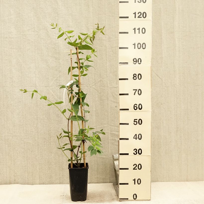 Esimerkki kesällä toimitetusta Koreaköynnöskuusama Caprilia Ever Ruukku 2L / 3L-taimesta