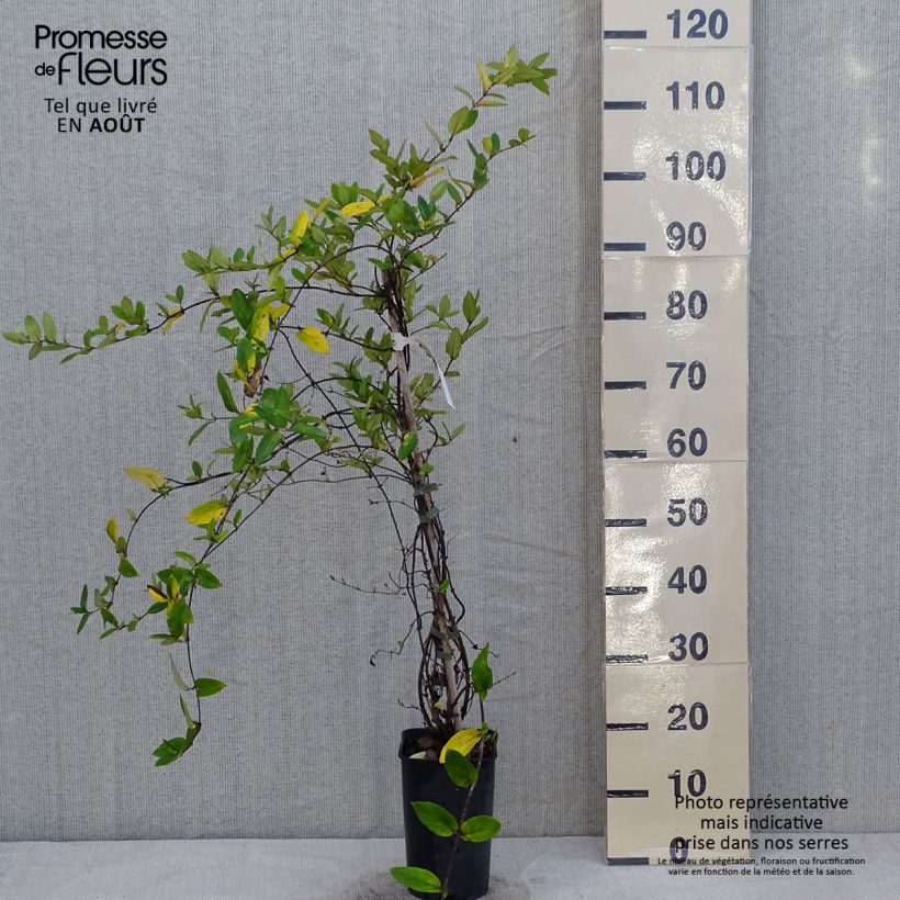 Esimerkki kesällä toimitetusta Japaninköynnöskuusama Dart's world Ruukku 3L / 4L-taimesta