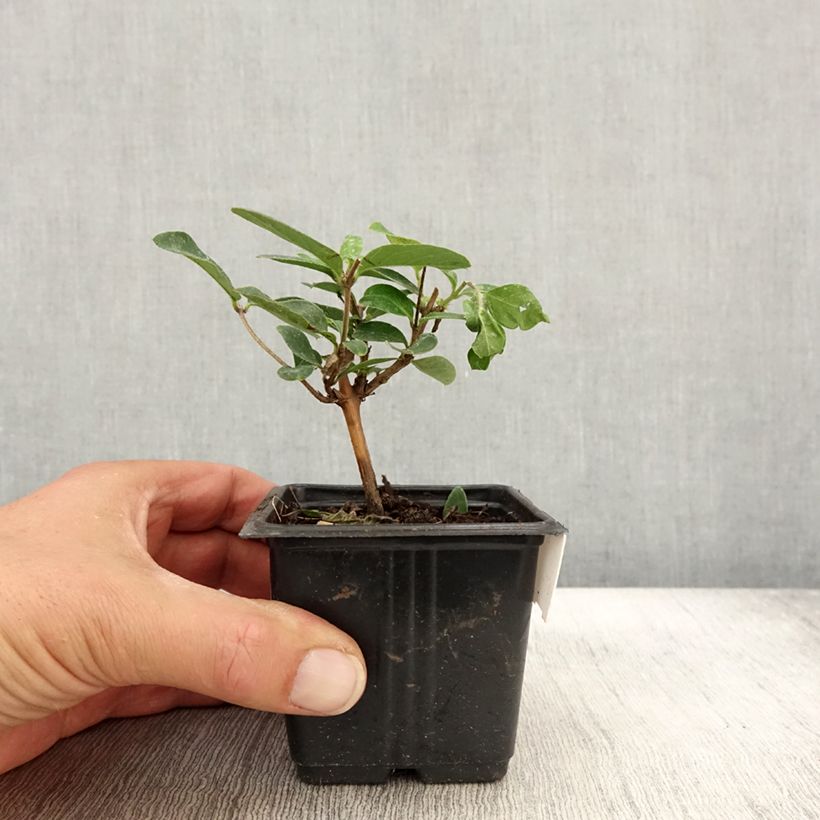 Esimerkki syksyllä toimitetusta Japaninköynnöskuusama Hall's Prolific 8/9 cm taimiruukku-taimesta