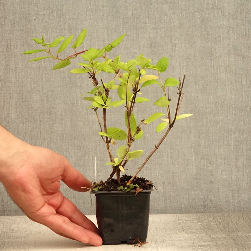 Esimerkki kesällä toimitetusta Japaninköynnöskuusama Hall's Prolific Godet de 8/9 cm-taimesta
