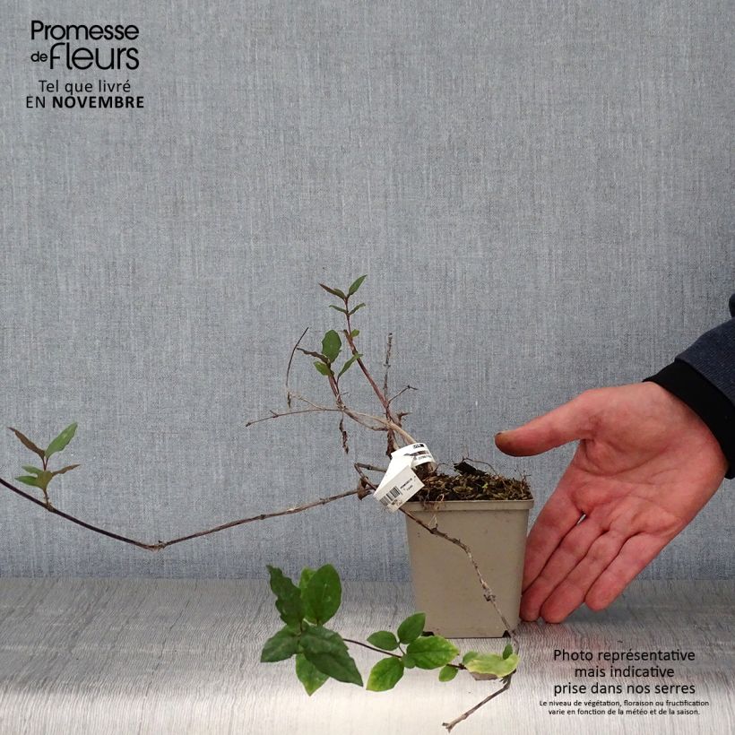 Esimerkki syksyllä toimitetusta Japaninköynnöskuusama Sinensis 8/9 cm taimiruukku-taimesta