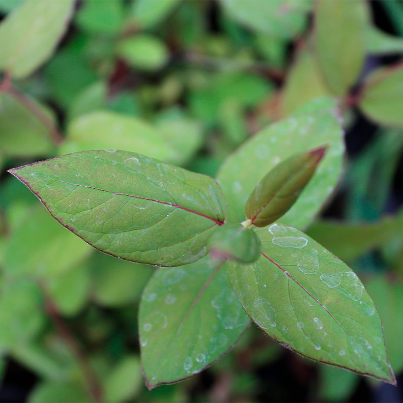 Japaninköynnöskuusama Sinensis (Lehvistö)