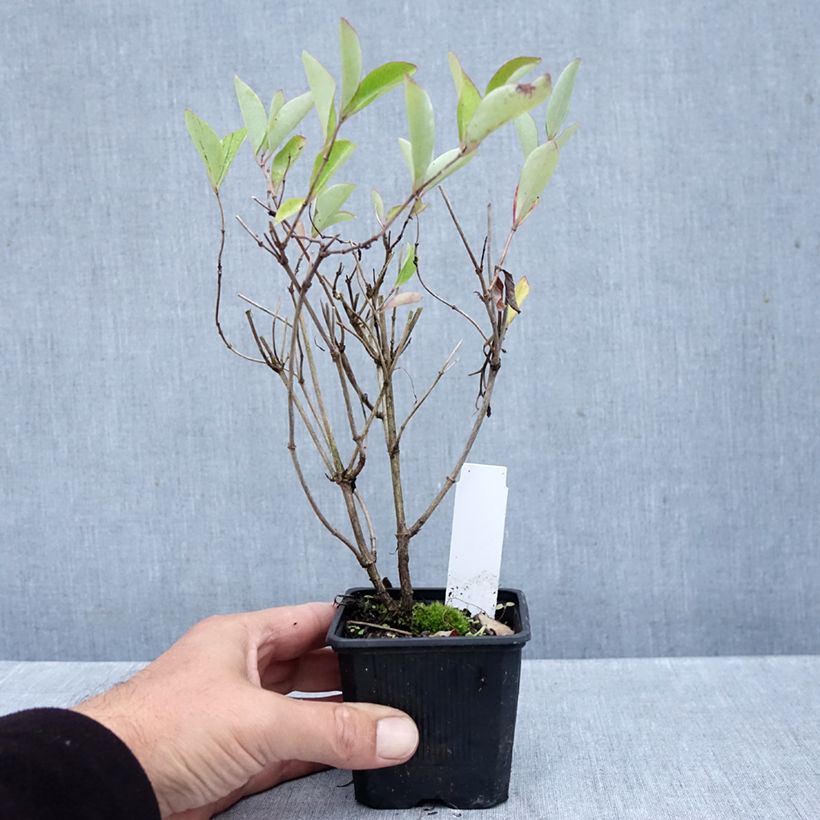 Esimerkki syksyllä toimitetusta Koreaköynnöskuusama Gold Flame 8/9 cm taimiruukku-taimesta