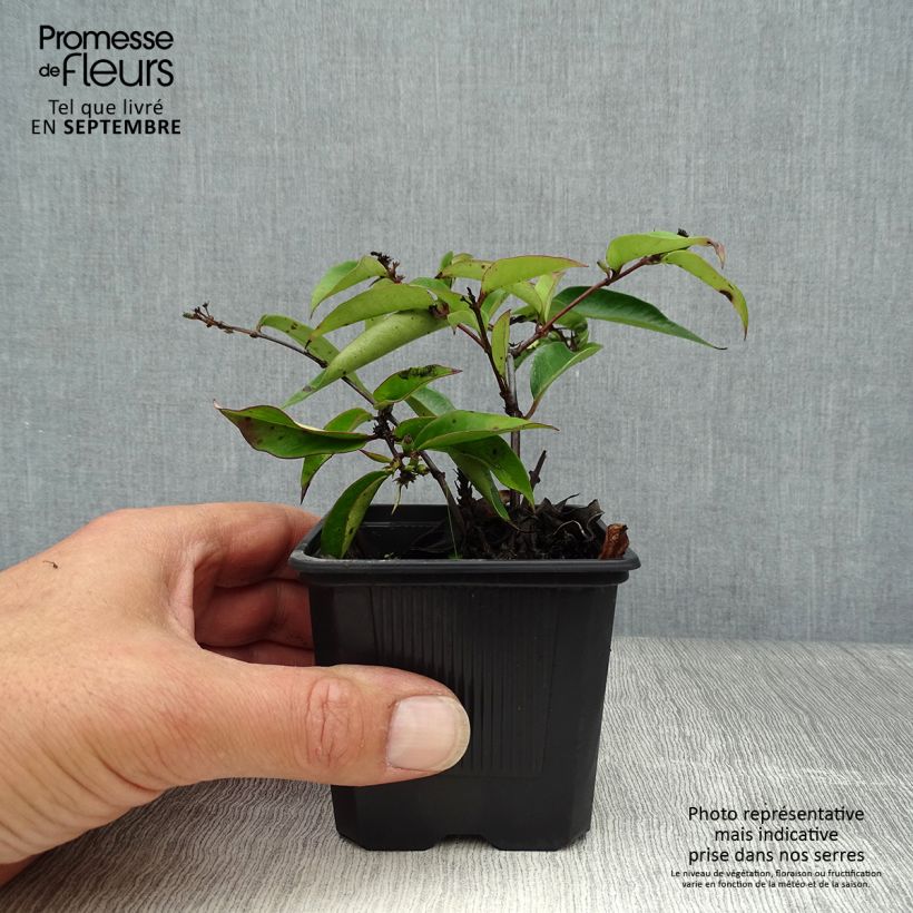 Esimerkki syksyllä toimitetusta Myrttikuusama Marinella 8/9 cm taimiruukku-taimesta