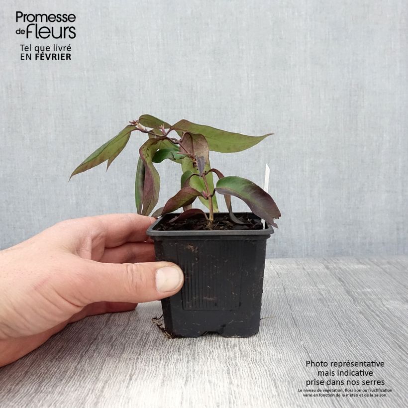 Esimerkki talvella toimitetusta Chèvrefeuille hybride - Lonicera Marinella Godet de 8/9 cm-taimesta
