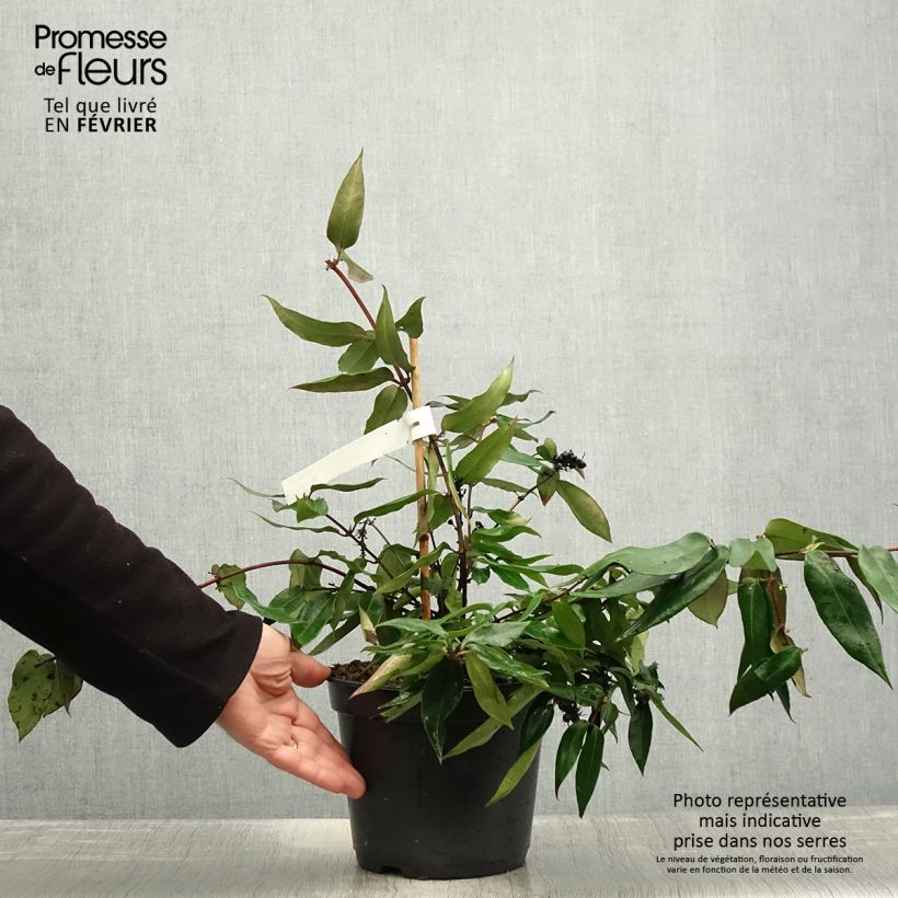 Esimerkki talvella toimitetusta Chèvrefeuille hybride - Lonicera Marinella Pot de 4L/5L-taimesta