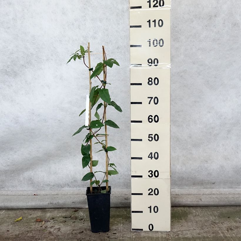 Esimerkki syksyllä toimitetusta Myrttikuusama - Lonicera similis var. delavayi 2 litran/3 litran ruukku-taimesta