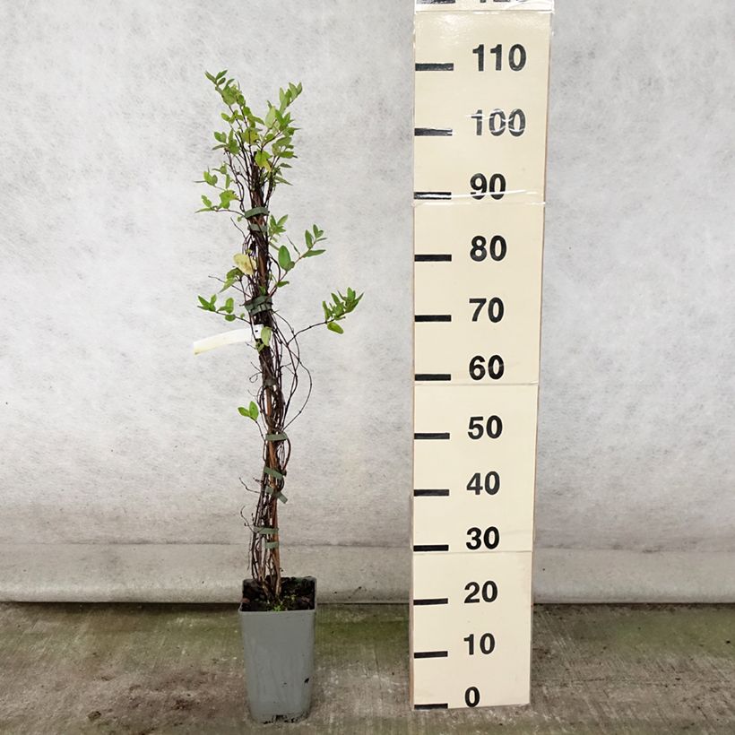 Esimerkki kesällä toimitetusta Japaninköynnöskuusama Aureoreticulata Ruukku 2L / 3L-taimesta