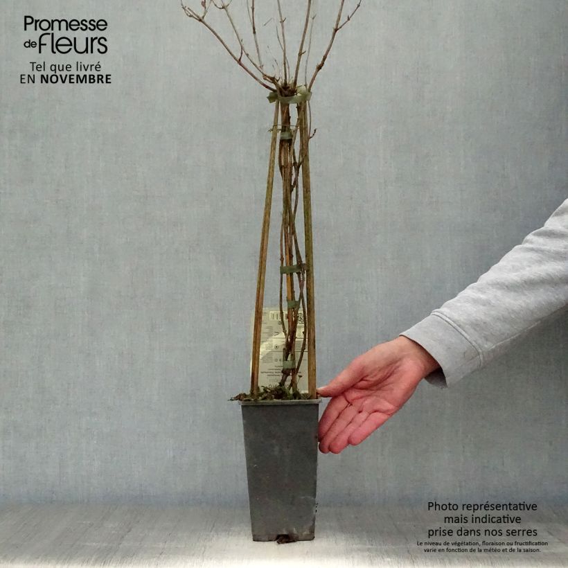 Esimerkki syksyllä toimitetusta Chèvrefeuille - Lonicera periclymenum Belgica Pot de 1,5L/2L-taimesta