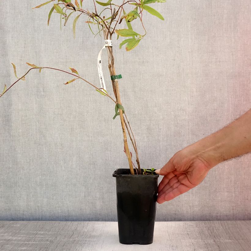 Esimerkki kesällä toimitetusta Myrttikuusama Cedar Lane Pot de 1,5L/2L-taimesta