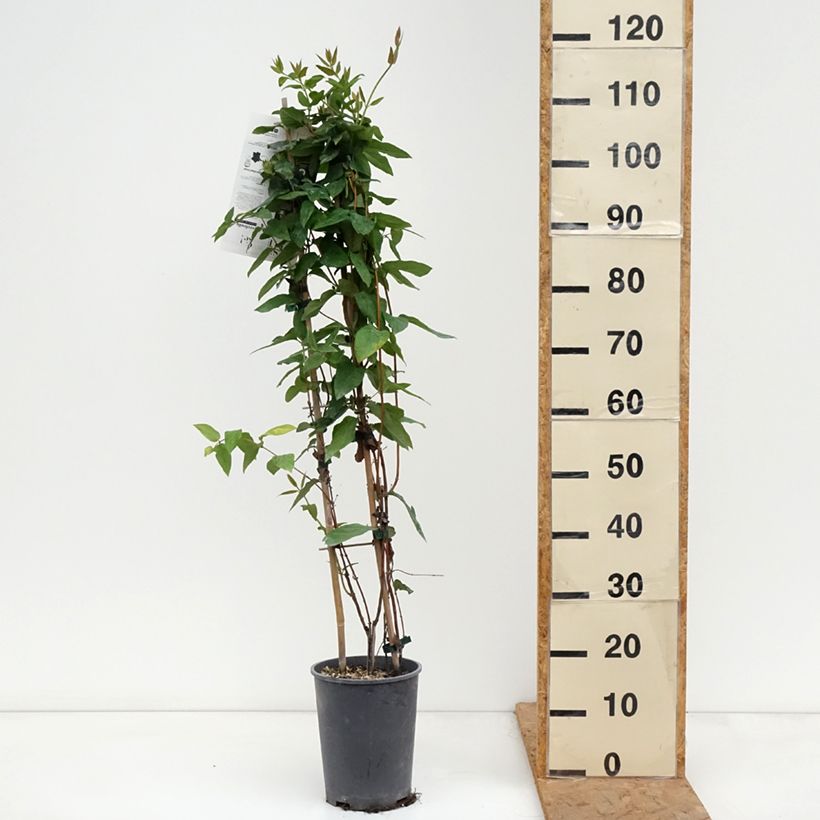 Esimerkki syksyllä toimitetusta Myrttikuusama - Lonicera similis var. delavayi 4 litran/5 litran ruukku-taimesta