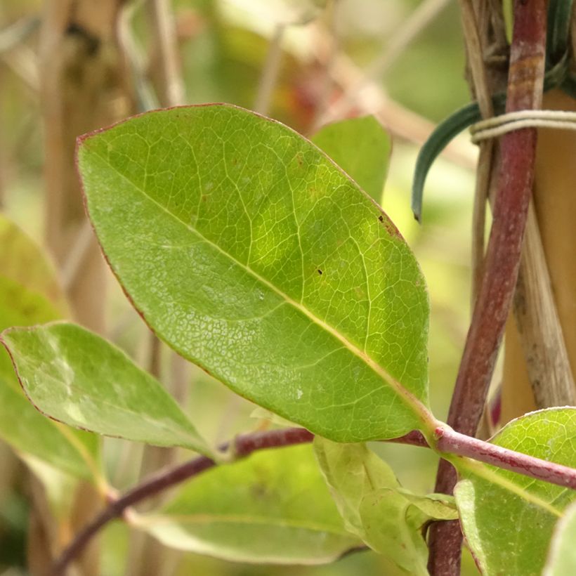 Koreaköynnöskuusama - Lonicera x heckrottii (Lehvistö)