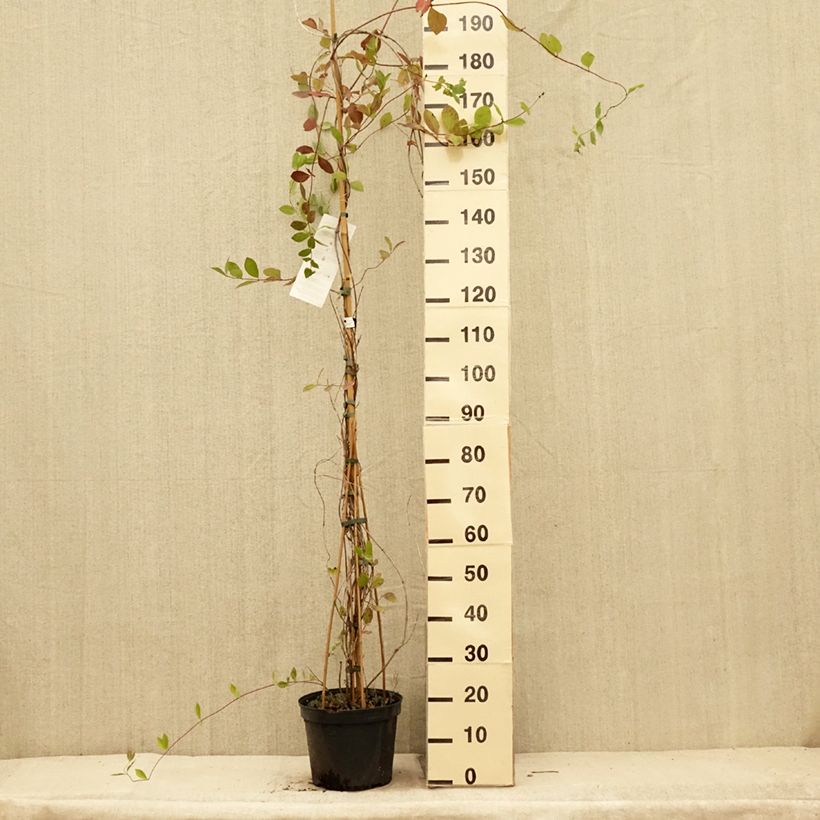 Esimerkki kesällä toimitetusta Chèvrefeuille - Lonicera x heckrottii Pot de 3L/4L-taimesta