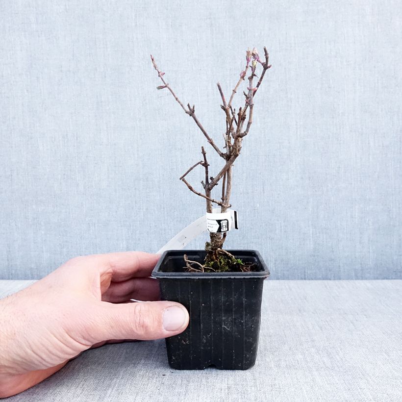 Esimerkki talvella toimitetusta Chèvrefeuille nain - Lonicera periclymenum Chic et Choc Godet de 8/9 cm-taimesta