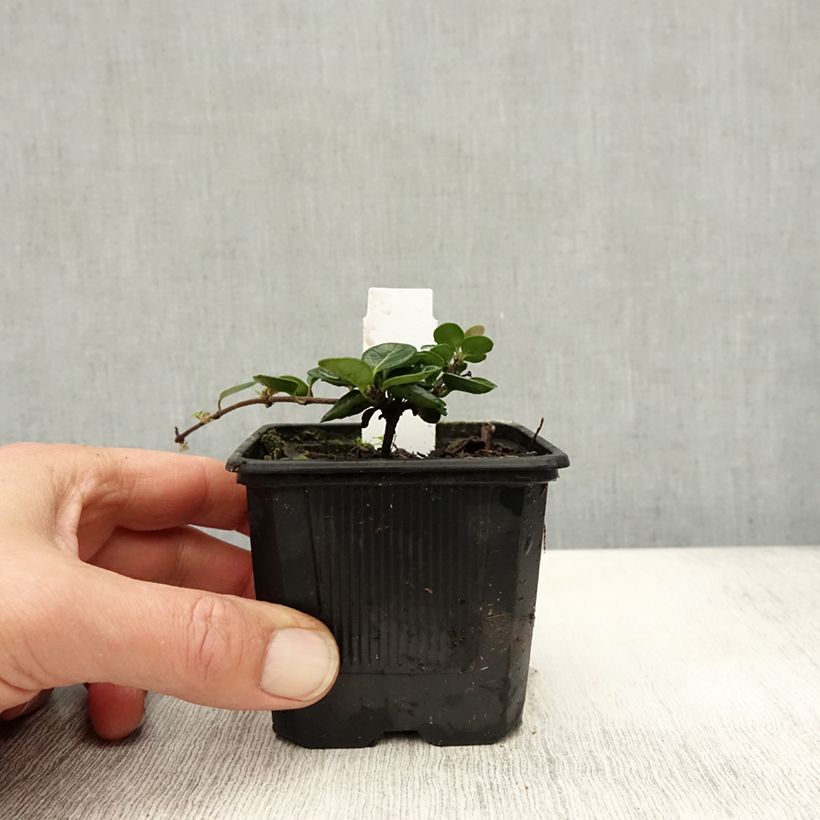 Esimerkki syksyllä toimitetusta Krypande kaprifol - Lonicera crassifolia 8/9 cm taimiruukku-taimesta
