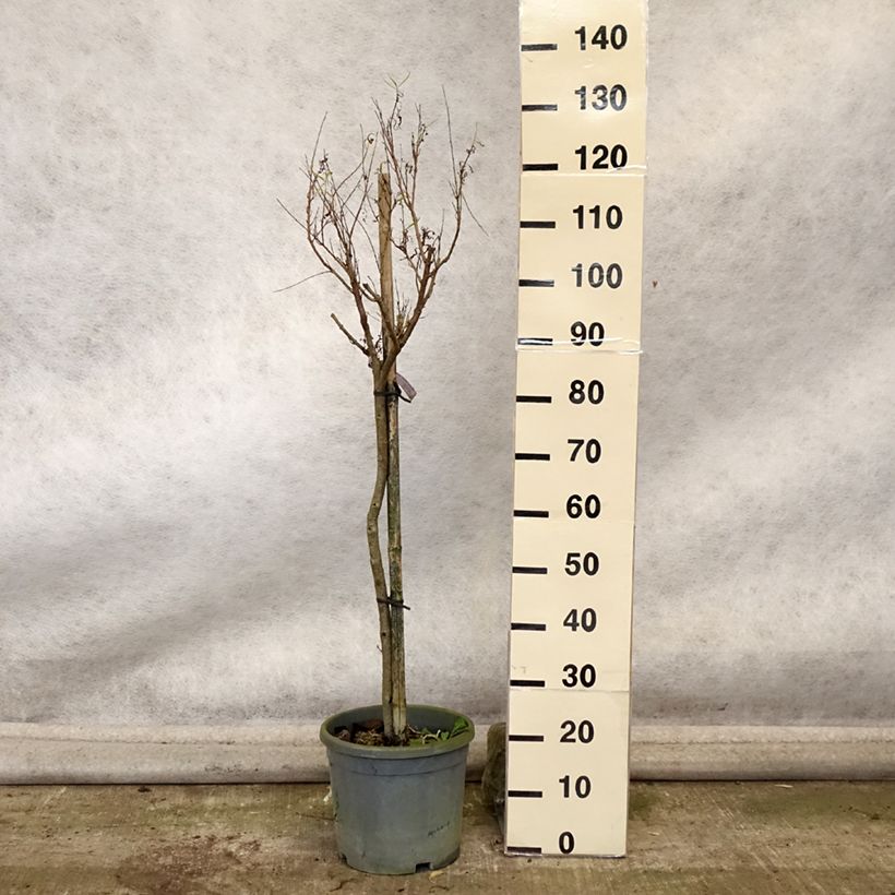 Esimerkki syksyllä toimitetusta Chilopsis linearis 12 litran/15 litran ruukku-taimesta