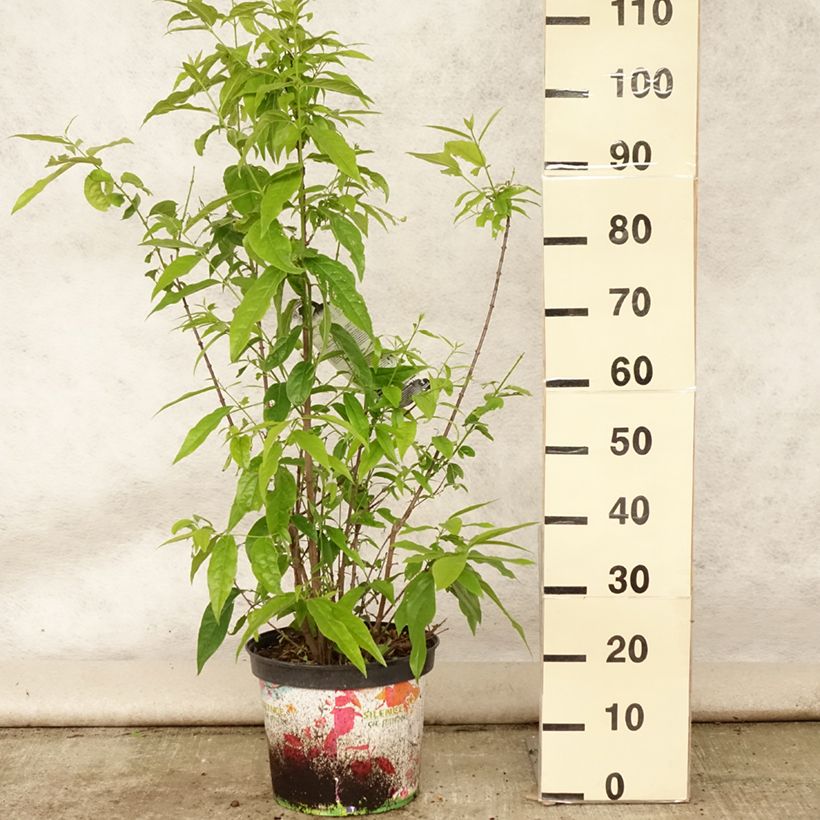 Esimerkki kesällä toimitetusta Tuoksutalvenlahja Grandiflorus Ruukku 7,5L / 10L-taimesta