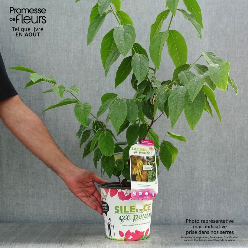 Esimerkki kesällä toimitetusta Tuoksutalvenlahja Grandiflorus Ruukku 4L / 5L, Buisson-taimesta