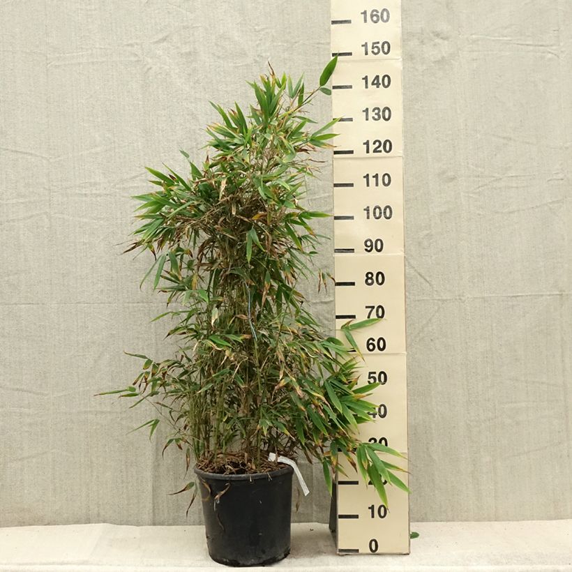 Esimerkki kesällä toimitetusta Chimonobambusa tumidissinoda Macrophylla Ruukku 12L / 15L-taimesta