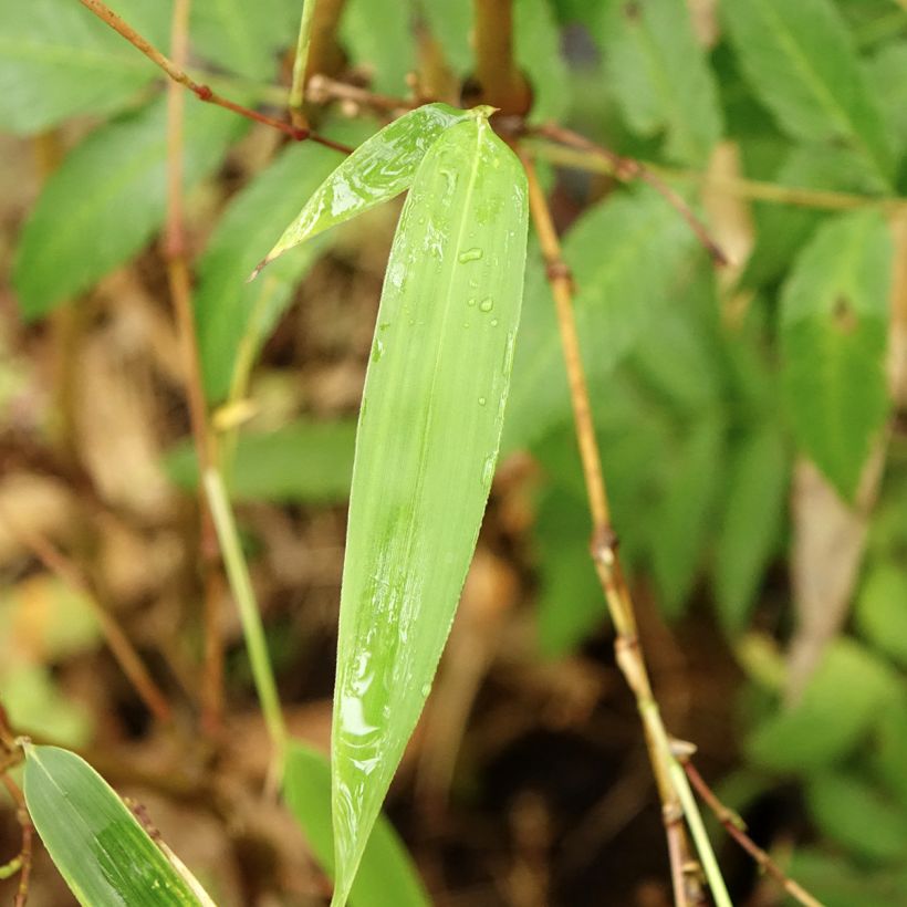 Chimonobambusa tumidissinoda Macrophylla (Lehvistö)