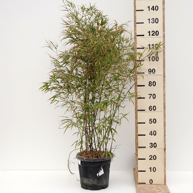 Esimerkki talvella toimitetusta Chimonobambusa tumidissinoda Microphylla - Bambou moyen Pot de 12L/15L-taimesta