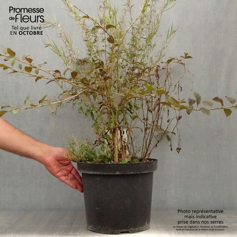 Esimerkki syksyllä toimitetusta Partapuu - Chionanthus retusus 7,5 litran / 10 litran ruukku-taimesta