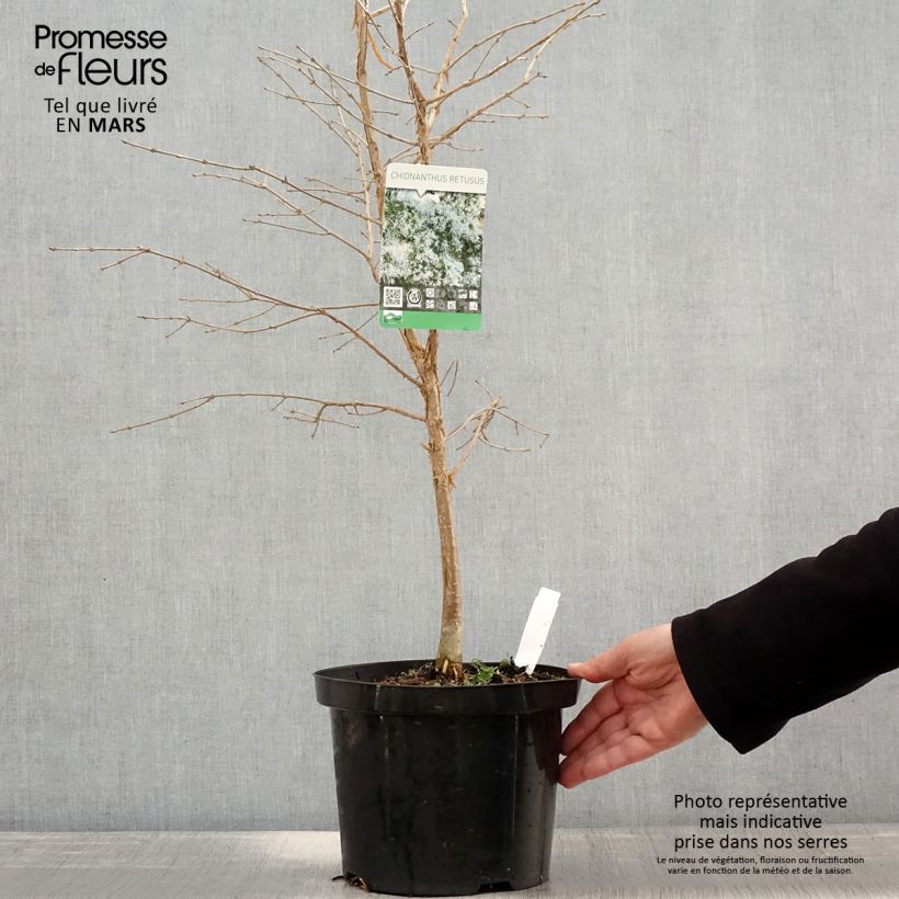 Esimerkki keväällä toimitetusta Partapuu - Chionanthus retusus Ruukku 7,5L / 10L-taimesta