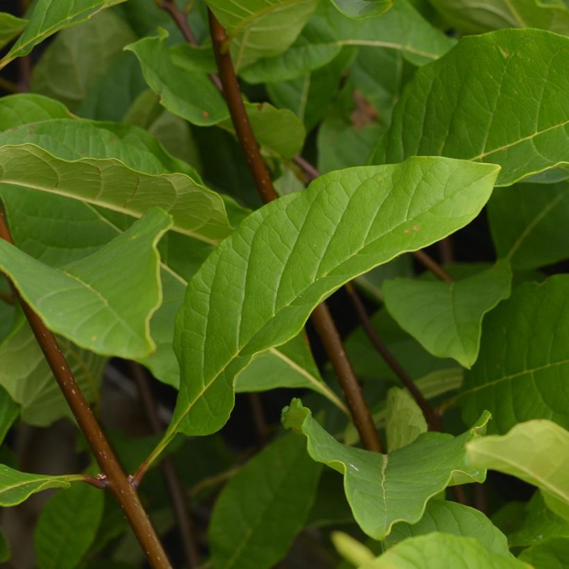 Partapensas - Chionanthus virginicus (Lehvistö)