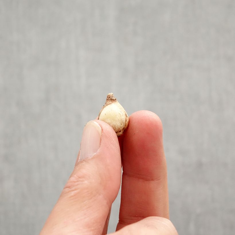 Esimerkki keväällä toimitetusta Kirjokevättähti Mix Bulbe size 5+-taimesta