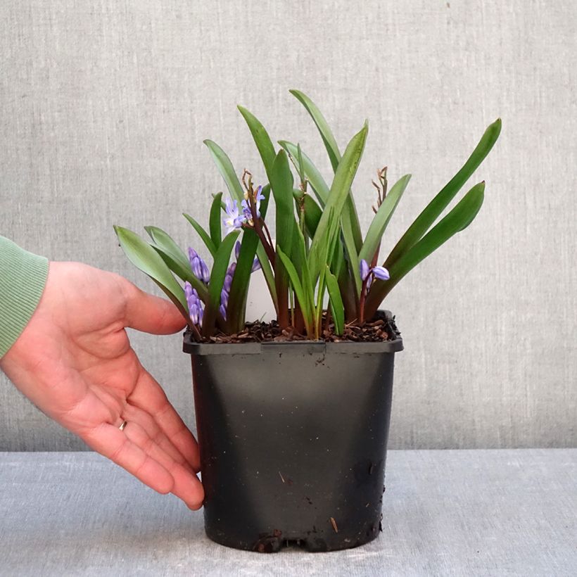 Esimerkki talvella toimitetusta Kirjokevättähti Blue Giant Pot de 2L/3L size 5+-taimesta