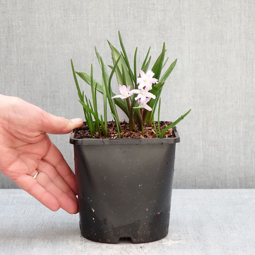 Esimerkki talvella toimitetusta Kirjokevättähti Pink Giant 2 litran/3 litran ruukku Koko 4/6-taimesta