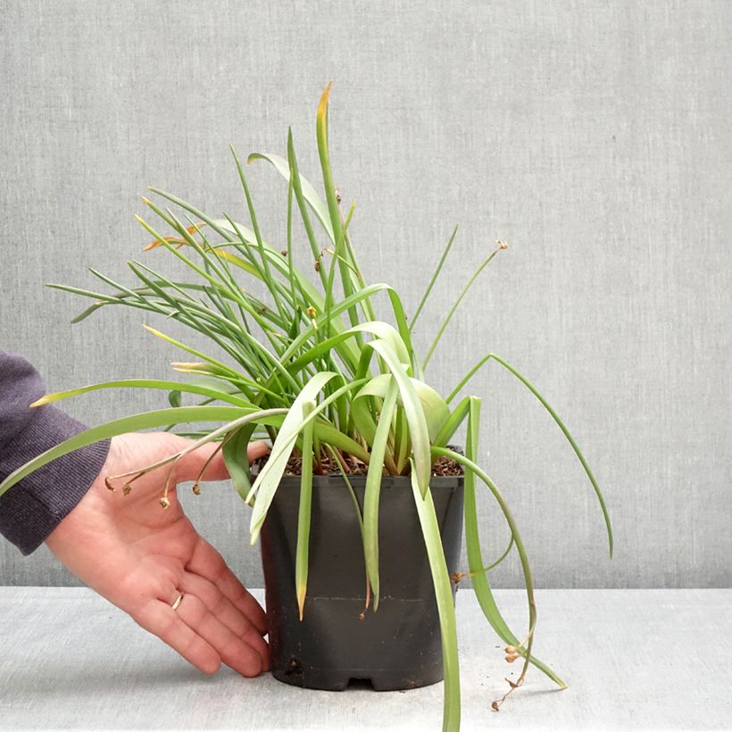 Esimerkki keväällä toimitetusta Kirjokevättähti Pink Giant Pot de 2L/3L size 4/6-taimesta