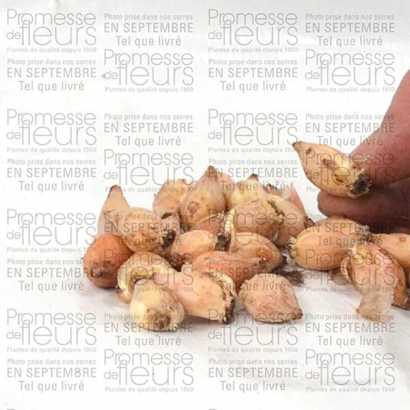 Esimerkki toimitetusta Chionodoxa luciliae Alba Bulbe calibre 5+-taimesta