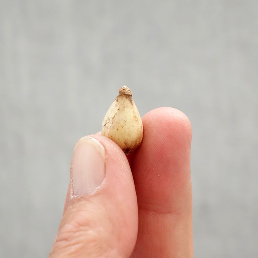 Esimerkki keväällä toimitetusta Isokevättähti - Scilla luciliae Sipuli size 5+-taimesta